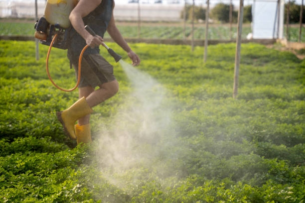 Best Local Pest Control Services  in Alamo, GA
