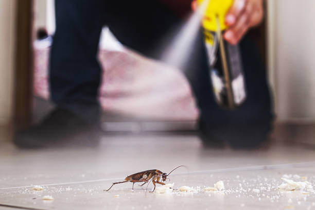 Insect Control in Alamo, GA