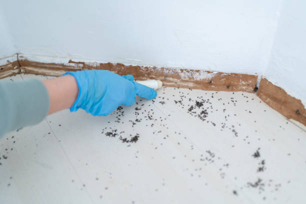 Best Insect Control  in Alamo, GA